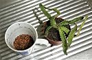 Seramis Granulés Pour Cactus & Plantes Grasses 2,5 L – Substrat Argile + Roche De Lave – Drainage Optimal