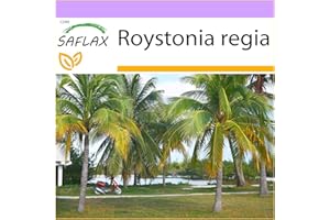 SAFLAX - Cuban Royal Palm - 8 Seeds - Roystonia regia