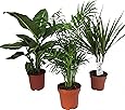 Dominik Blumen und Pflanzen, Zimmerpflanzen Set aus 1x Diefenbachie, 1x Zimmerpalme und 1x Drachenbaum (Dracaena marginata), 10-12 cm Topf