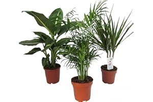 Dominik Blumen und Pflanzen, Zimmerpflanzen Set aus 1x Diefenbachie, 1x Zimmerpalme und 1x Drachenbaum (Dracaena marginata), 10-12 cm Topf