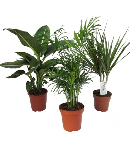 Dracaena deremensis 'Lemon Lime', Drachenbaum, echte Zimmerpflanze grn,  17cm Topfdurchmesser, Hhe ca. 60cm, 3 Pflanzen : Amazon.de: Garten