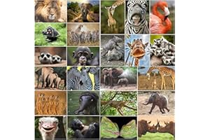 EDITION COLIBRI dition Colibri - Set di 24 cartoline divertenti e carine provenienti da tutto il mondo, perfette per bambini, amici, regali di squadra e postcrossing, fatte a mano, prodotto in modo sostenibile (set