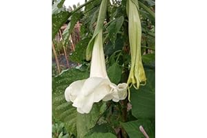 GHINO DI TACCO SEMI DATURA BIANCA-BRUGMANSIA-