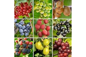 Ensemble de 3 Plantes de Fruits en Pot GardenersDream - Cultiver des Plantes de Jardin & Plantes de Balcon Fruitières – Plantes de Groseilles, Framboisiers, Vignes, Kiwi et Myrtilles.