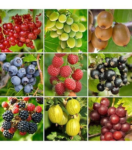 Plant In A Box - Mélange De Vins - Vitis 'Himrod' Et 'Vanessa' - Lot De 2 - ⌀21cm - Hauteur 60-75cm