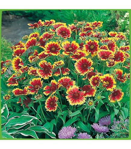 Blumixx Stauden Kokardenblume ‚Kobold‘ – Dauerblühend, Bienenfreundlich, Im 0,5-Liter-Topf