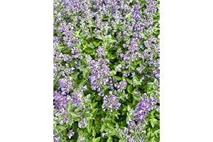 Just Seed - Herb - Catmint - Catnip - Nepeta cataria - 1500 Seeds