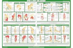CHARTEX Joint Anatomy Chart Series (A2 Paper Format, Spine and Lower Limb Anatomy Chart)
