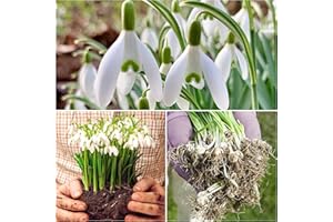 Woodland bulbs® 100 x Single SNOWDROPS Bulbs - SNOWDROPS in The Green - UK Grown - Galanthus Nivalis - Snowdrop Bulbs - Snowdrop Bulbs for Planting Now UK - Trusted UK Seller (Free UK P&P)