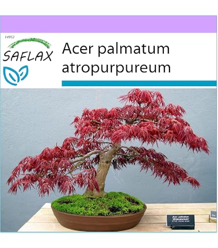15 Samen Roter Fcherahorn Acer palmatum atropurpureum Bonsai Zierbaum  Garten : Amazon.de: Garten