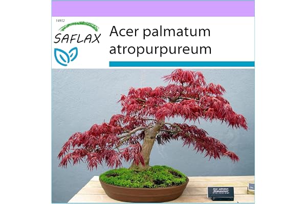 SAFLAX - Erable du Japon pourpre - 20 graines - Acer palmatum atropurpureum