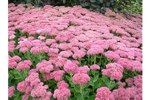 PARK FARM PLANTS 3X Sedum spectabile Autumn Joy Garden Ready 9cm Pot