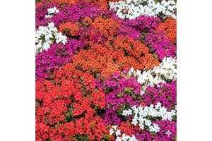 GardenersDream 4 x Mixed Azalea Plants in Pots - Colourful Garden Ready Outdoor Plants - Low Maintenance Spring Evergreen Flowering Shrubs for Gardens, Borders, and Containers (20-40cm incl. 9cm Pot)