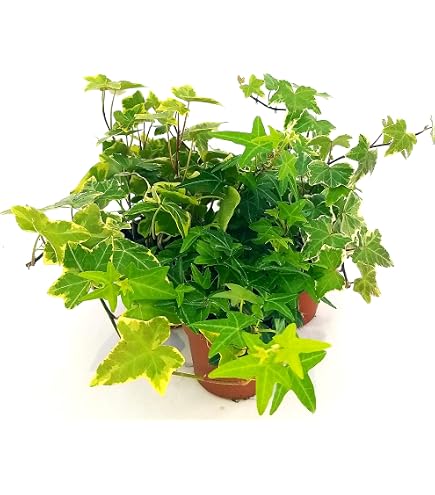 POWERS TO FLOWERS - CRASSULA OVATA HOBBIT ALBERO DI GIADA, IN VASO Ceramica Argento Pianta Vera