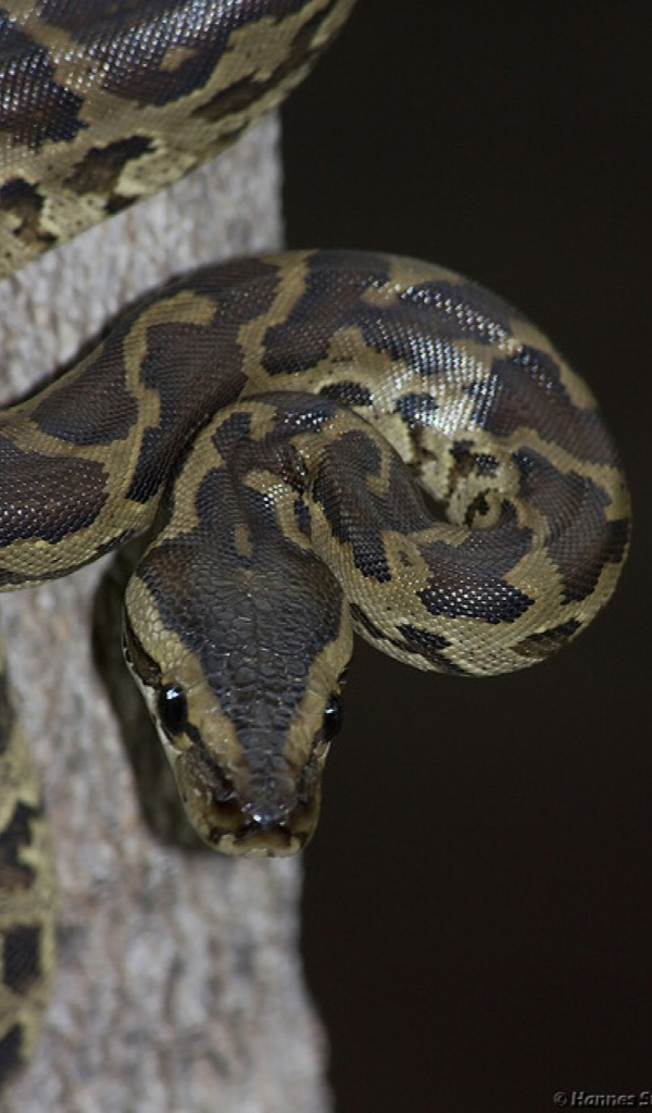 Burmese Python Wallpaper -- HD Wallpapers of Burmese Pythons!: Amazon ...