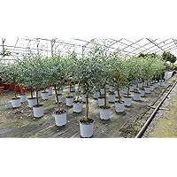 Eucalyptus Gunni Stamm Eukalyptusbaum, 70-90 cm, Pflanze winterhart