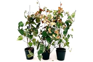 POWERS TO FLOWERS - EDERA DI MARENGO, EDERA RAMPICANTE, 3 PIANTE, piante vera