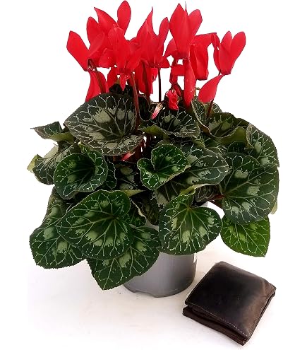 POWERS TO FLOWERS Ciclamino XXL Grandiflora Rosso Vaso 17cm Pianta Vera Da Esterno