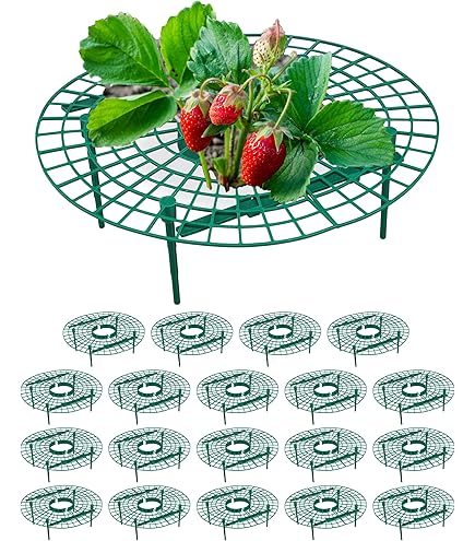 Aimeke 15 stuks Aardbeienrijper & Vruchtrijpmaker voor aardbeien, Aardbeiensteunen Standaard, Aardbeienrek, Afneembaar Plantenrek voor Aardbeienplanten, Bescherming tegen Slakken en Bescherming tegen