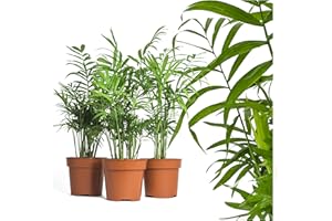 INTERFLOWERS GMBH echte Bergpalme mit Übertopf - ca. 50cm hoch - Chamaedorea elegans - luftreinigende Arecaceae Palme - echte Zimmerpflanze mit topf - Mexikanische Bergpalme - frisches Naturprodukt (3, Bergpalmen)