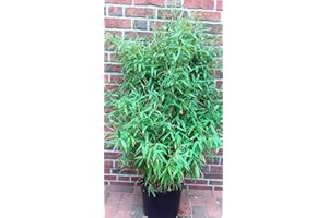 PFLANZEN BÖRING Bambus, Höhe: 140-150 cm, winterhart, immergrün, Fargesia murielae Jumbo + Dünger