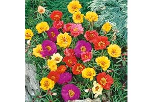 TÛCHE Semi fiori PORTULACA DOPPIA MIX In Busta Ermetica MADE IN ITALY Qualità superiore con 95% di germogliazione con istruzioni