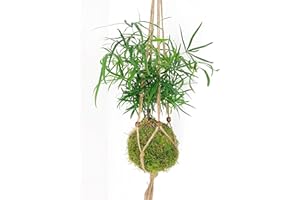 TRANQUIL PLANTS Fern String Garden Kokedama Moss Ball Indoor Plant -30cm high