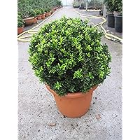 Baumschule Pflanzenvielfalt Ilex crenata Twiggy Kugel - Berg-Ilex Twiggy Kugel