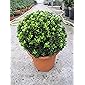 Baumschule Pflanzenvielfalt Ilex crenata Twiggy Kugel - Berg-Ilex Twiggy Kugel