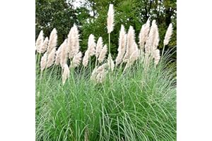 Perfect Plants - Pampas Grass Plant Cortaderia Selloana in a 17cm Pot Garden Ready Ornamental Grass - White Plume