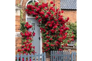 GardenersDream Rosier Grimpant Rouge – Rosier en Pot Rustique et Facile d’Entretien – Plante Grimpante Fleurie pour Murs, Pergolas & Clôtures