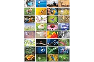 THE LAZY PANDA CARD COMPANY Selección de tarjetas postales naturales: 32 postales en diferentes motivos naturales (pájaros, mariquitas y mariposas).