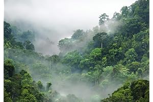 decomonkey - Papier Peint Intissé Foret Nature 250x175 cm - Panoramique Image XXL Maison Chambre Déco Photo Murale Décorative Tenture Murale pour Appartement Décoration Salon