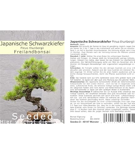 SAFLAX - Bonsai - Goldkiefer - 20 Samen - Pinus ponderosa : Amazon.de:  Garten