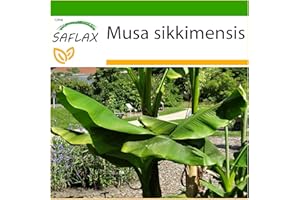 SAFLAX - Bananier de Darjeeling - 5 graines - Avec substrat - Musa sikkimensis