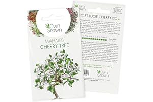 Grow Your Own Bonsai Trees: Premium Bonsai Seeds for St Lucie Cherry – 5 Mahaleb Cherry Bonsai Tree Seeds – Cherry Blossom Tree Plant, Dwarf Cherry Tree Seeds to Grow Your own Tree Bonsai by OwnGrown