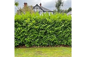 10 Cherry Laurel Fast Growing Evergreen Hedging Plants 20-30cm Tall Potted 3fatpigs®