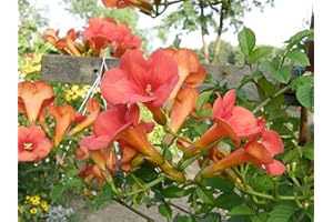 PLANTAPRO Große Kletter-Trompetenblume 'Madame Galen' Campsis tagliabuana im Topf gewachsen (40-60cm)