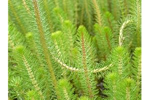 WASSERPFLANZEN WOLFF - Myriophyllum crispata - Feines Tausendblatt - wasserreinigend! - Klärpflanze!