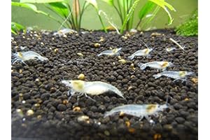 White Pearl Garnelen 10 Stück Shrimpfarm-Frankfurt