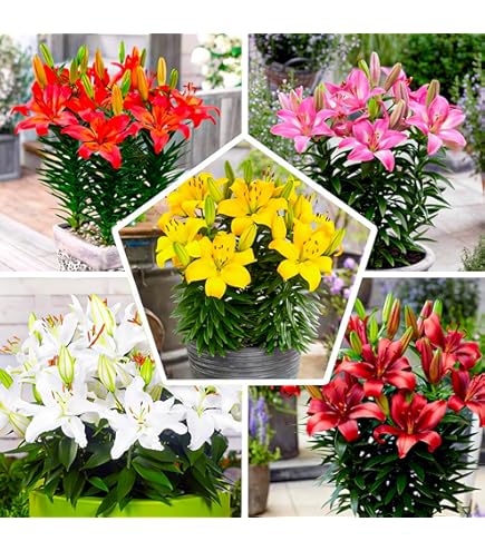 20 Farben Der Farben Gemischte Blumensamen Hortensea Macrophylla Garten