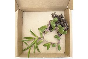 Clouds Hill Succulents Live String of Bananas Purple Flush (Othonna capensis) in Pot Trailing Succulent House Plant (Rooted Young Plant no Pot)