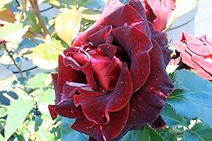 GARTENCENTER BARTELS Edelrose Black Baccara ® Containerrosen im großen 7,5 Liter Topf