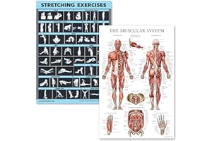 Palace Learning Laminiertes Poster für Dehnübungen und Muskelübungen – 2 laminierte Tafeln – Trainingsroutine und Muskel-Anatomie-Diagramm [dunkel] (45,7 x 61 cm)