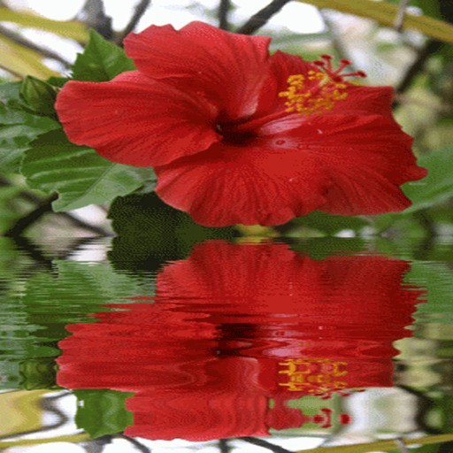 Red Gumamela Live Wallpaper : Amazon.co.uk: Apps & Games