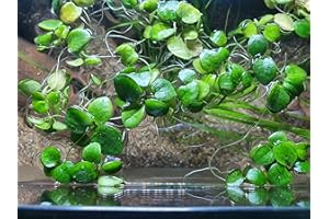 SAHAWA Froschbiss Limnobium laevigatum - Aquariumpflanzen - 10 Stück Schwimmpflanzen