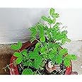 Cloud Farm Shami Patra (Lucky & Vastu) Live Plant CF_24