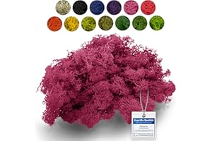 SPHAGNUM-SHOP.COM Sphagnum-Shop Islandmoos Rentierflechte konserviertes Moos in Fuchsia 500 g | Echtes buntes Deko Moos für Moosbild Modellbau Basteln