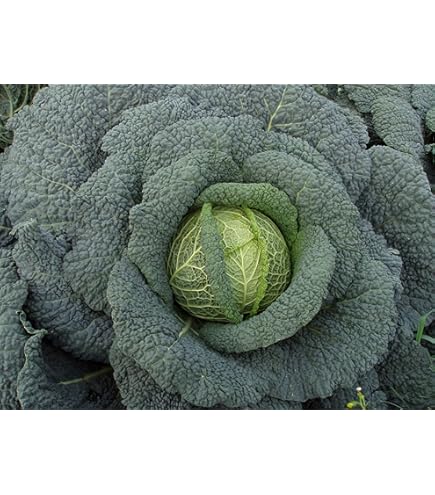 Lot De 50 Graines De Chou Rouge Tête Noire Graines Seed