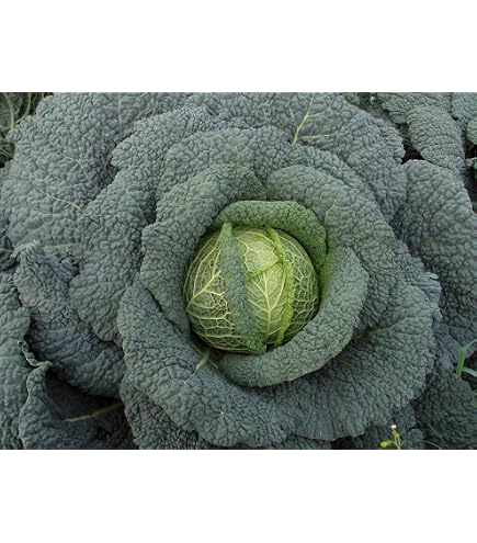Semi Di Cavolo Rosso Grande – 200 Semi Per Orto, Varietà Precoce E Resistente, Ricca Di Vitamine, Facile Da Coltivare Per Principianti, Germinazione Garantita, Da Febbraio A Giugno